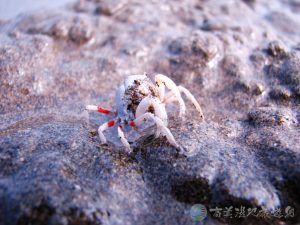 短指和尚蟹 1