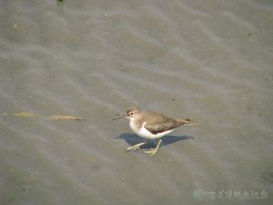 磯鷸 04