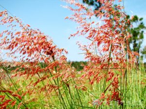 紅毛草 3
