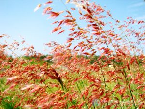 紅毛草 4