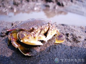 紅點黎明蟹 1