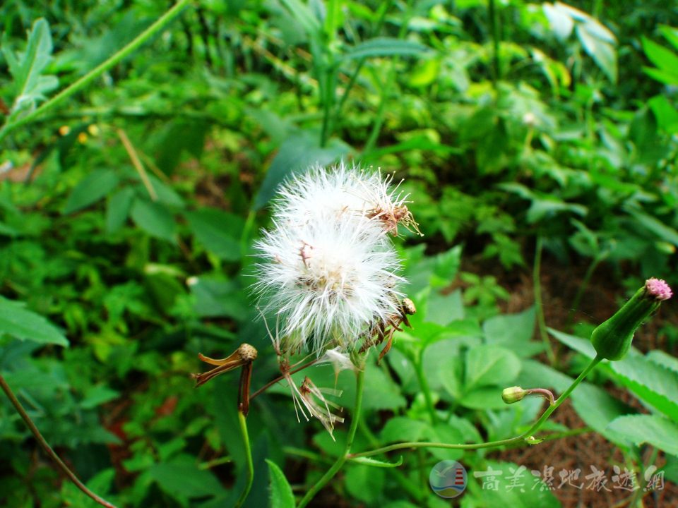 臺灣蒲公英 2