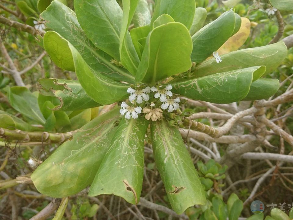 草海桐
