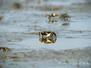 萬歲大眼蟹 10