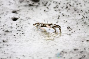 萬歲大眼蟹 4