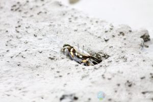 萬歲大眼蟹 6
