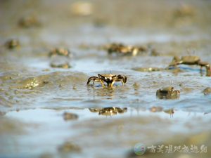 萬歲大眼蟹 7