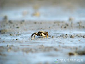 萬歲大眼蟹 9