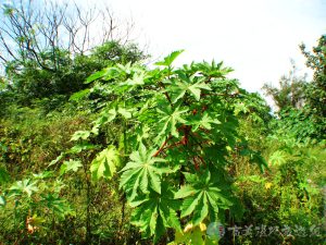 蓖麻 1