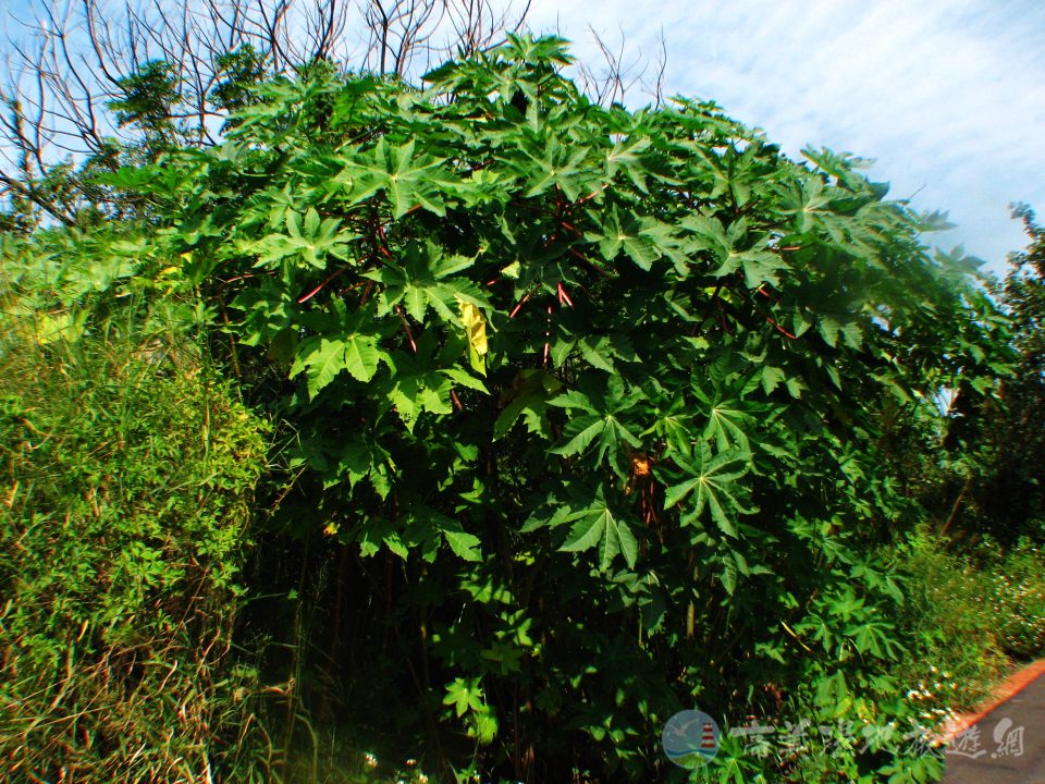 蓖麻 3