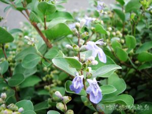 蔓荊 1