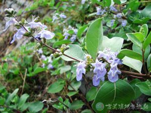 蔓荊 2
