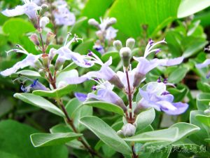 蔓荊 3