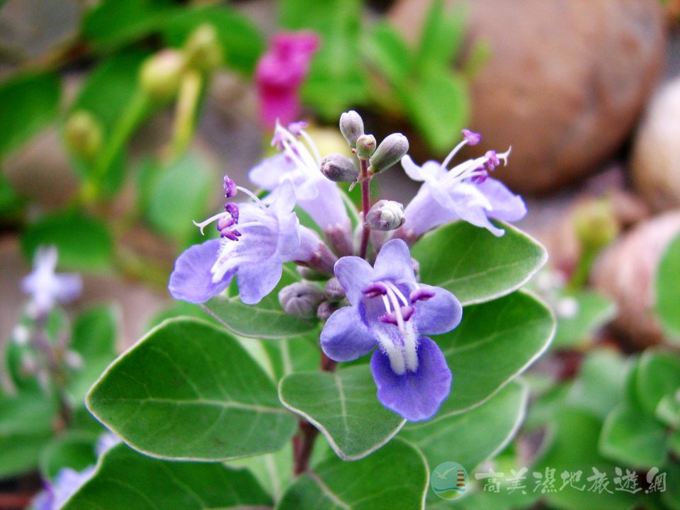 蔓荊 4