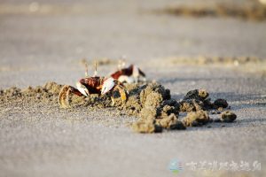 角眼沙蟹 10