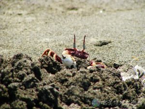 角眼沙蟹 12 1