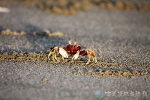 角眼沙蟹 13 1