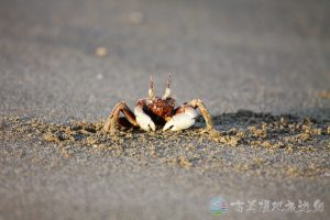 角眼沙蟹 14 1