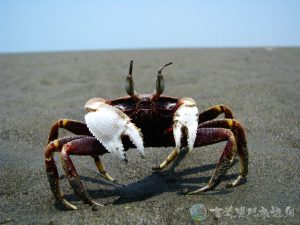 角眼沙蟹 16 1