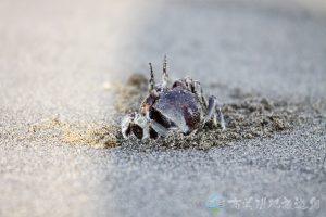 角眼沙蟹 5
