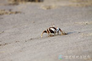 角眼沙蟹 6