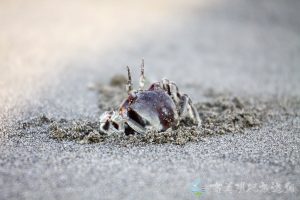 角眼沙蟹 9
