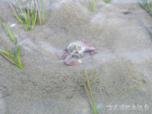 豆形拳蟹 3