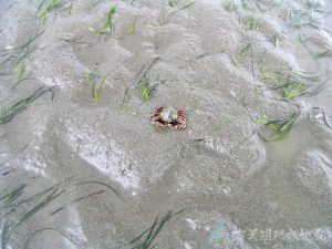 豆形拳蟹 4