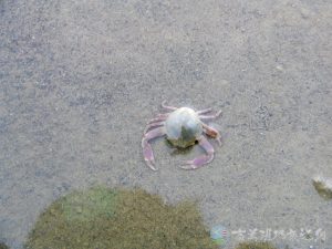 豆形拳蟹 5