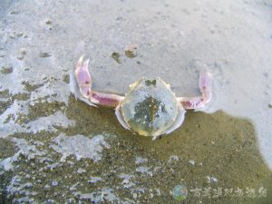 豆形拳蟹 6