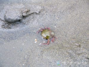 豆形拳蟹 7
