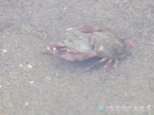 豆形拳蟹 8