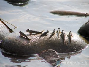 跳彈塗魚 10