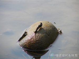 跳彈塗魚 6