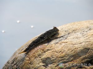 跳彈塗魚 7