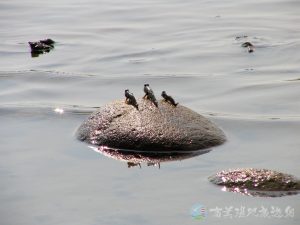 跳彈塗魚 8