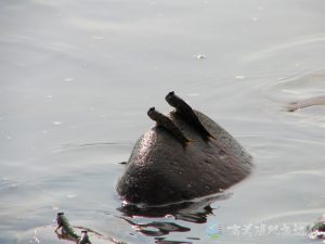 跳彈塗魚 9