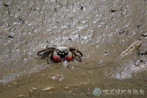 近親擬相手蟹 2