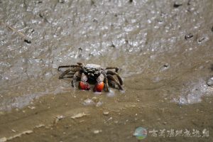 近親擬相手蟹 3