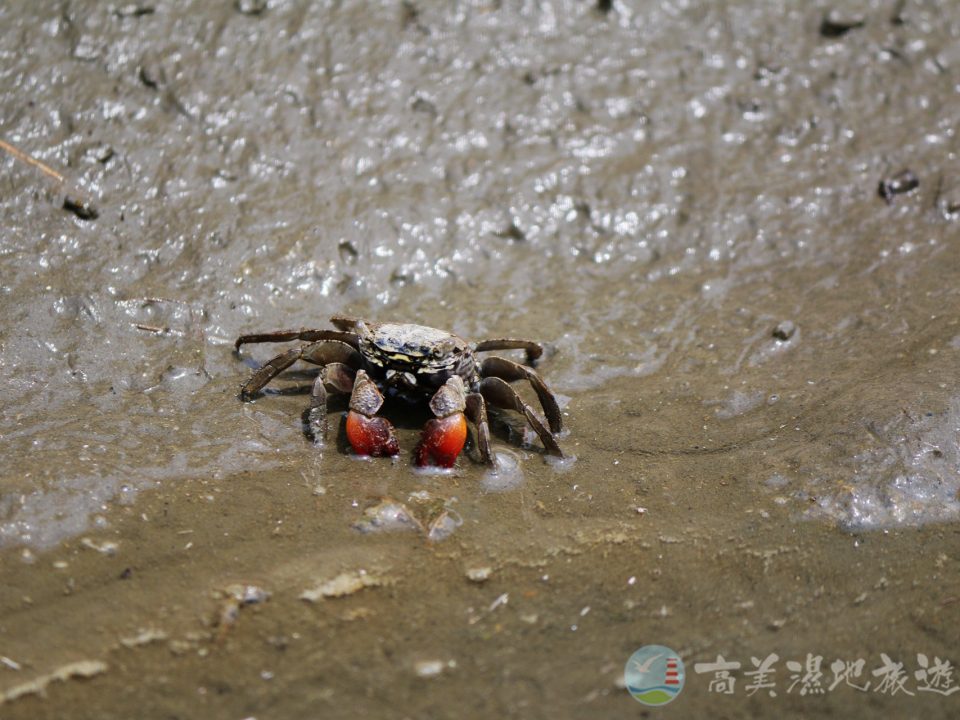 近親擬相手蟹 3