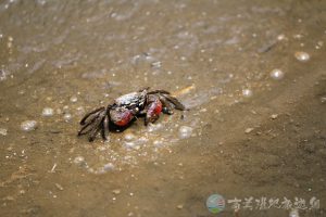 近親擬相手蟹 4