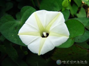 野牽牛 1 1
