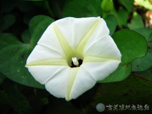 野牽牛 2 1