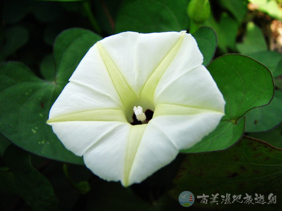 野牽牛 2 1