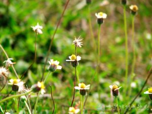 長柄菊 1