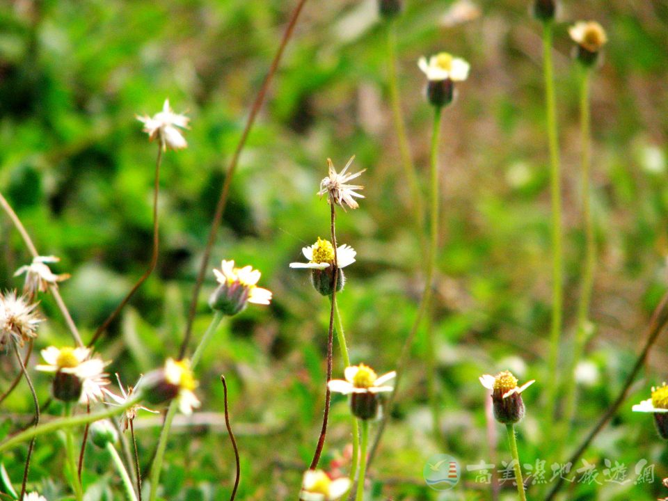 長柄菊 1