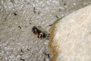 雙齒近相手蟹 2
