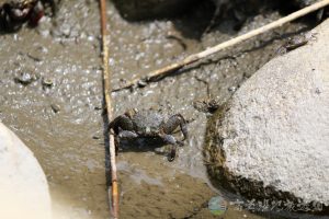 雙齒近相手蟹 4