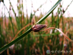 雲林莞草 2 1