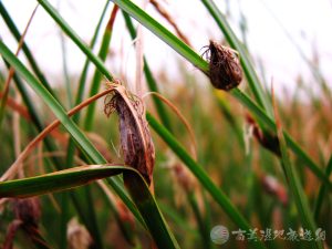 雲林莞草 3 1